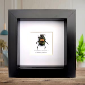 標本 Dungbeetles pair 標本 Dungbeetles pair Dung Beetle Dried - Etsy