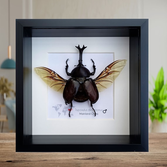 Framed Japanese Rhinoceros Beetle Taxidermy: Entomology Wall Art