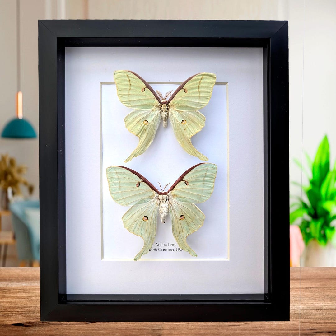 Framed Luna Moth Taxidermy: Green Opalescent Butterfly Display (8" X 10 ...