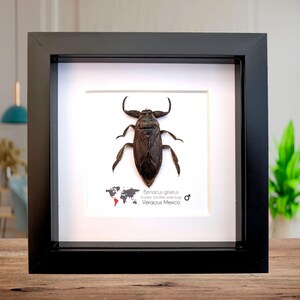 Cimice orientale mordi-dita incorniciata, decorazione da parete entomologica di provenienza etica (6x6)