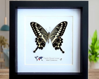 Mariposa papilio lormieri enmarcada: arte mural central de la mariposa cola de golondrina emperador
