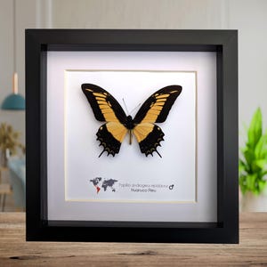 Gerahmter Androgeus Schwalbenschwanz Schmetterling als Entomologie Wanddeko (20x20)