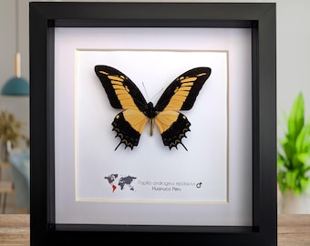 Ingelijste androgeus zwaluwstaartvlinder - entomologie wanddecoratie (8 x 8)