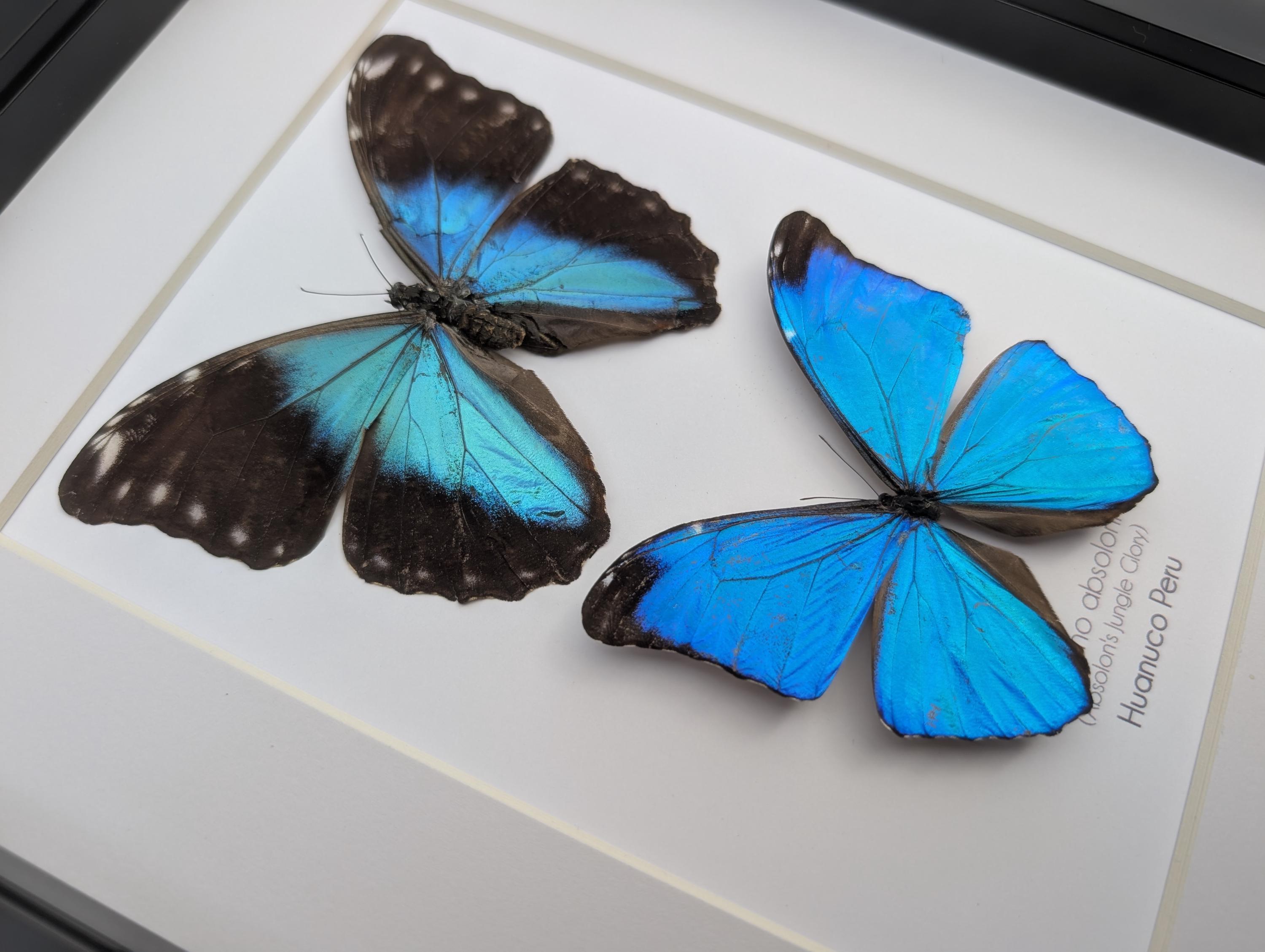 Framed Morpho Butterfly Pair, Metallic Blue Absoloni Jungle Glory