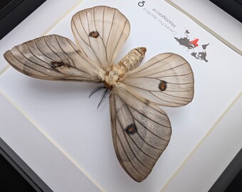 Framed Ghostly Silk Moth: Ceranchia Apollina Female, Madagascar