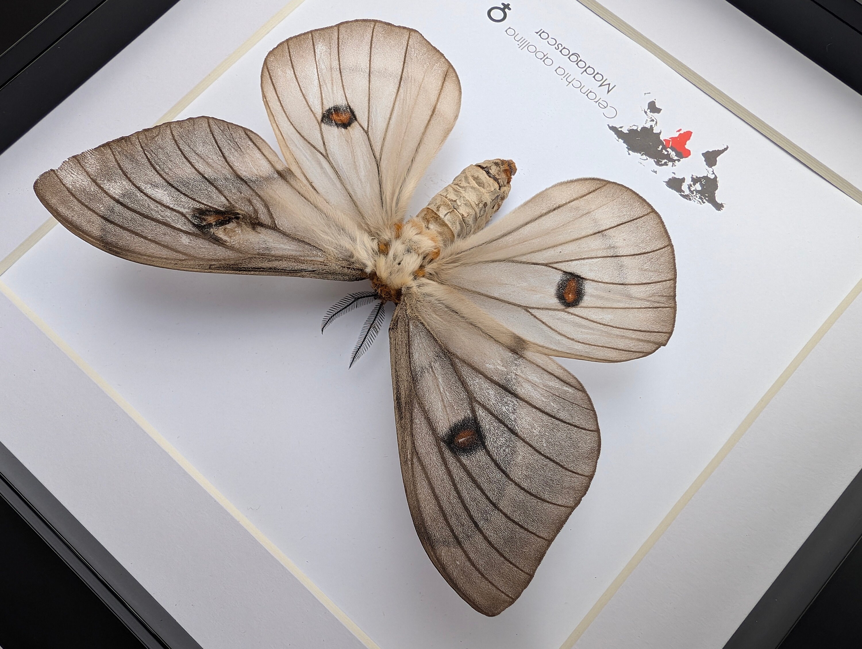 Framed Ghostly Silk Moth: Ceranchia Apollina Female