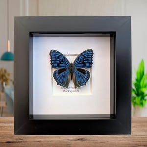 額入りオーロラモルフォ蝶、ペルー、6インチシャドーボックス - Etsy 日本