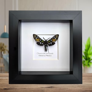 Framed princely tiger moth: veracruz mexico, 4"x4" display