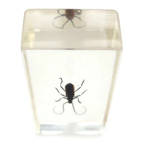 Beetle cerambycidae ssp in a resin block, epoxy insect, beetle art, natural history, real beetle present, home decor, ethically sourced