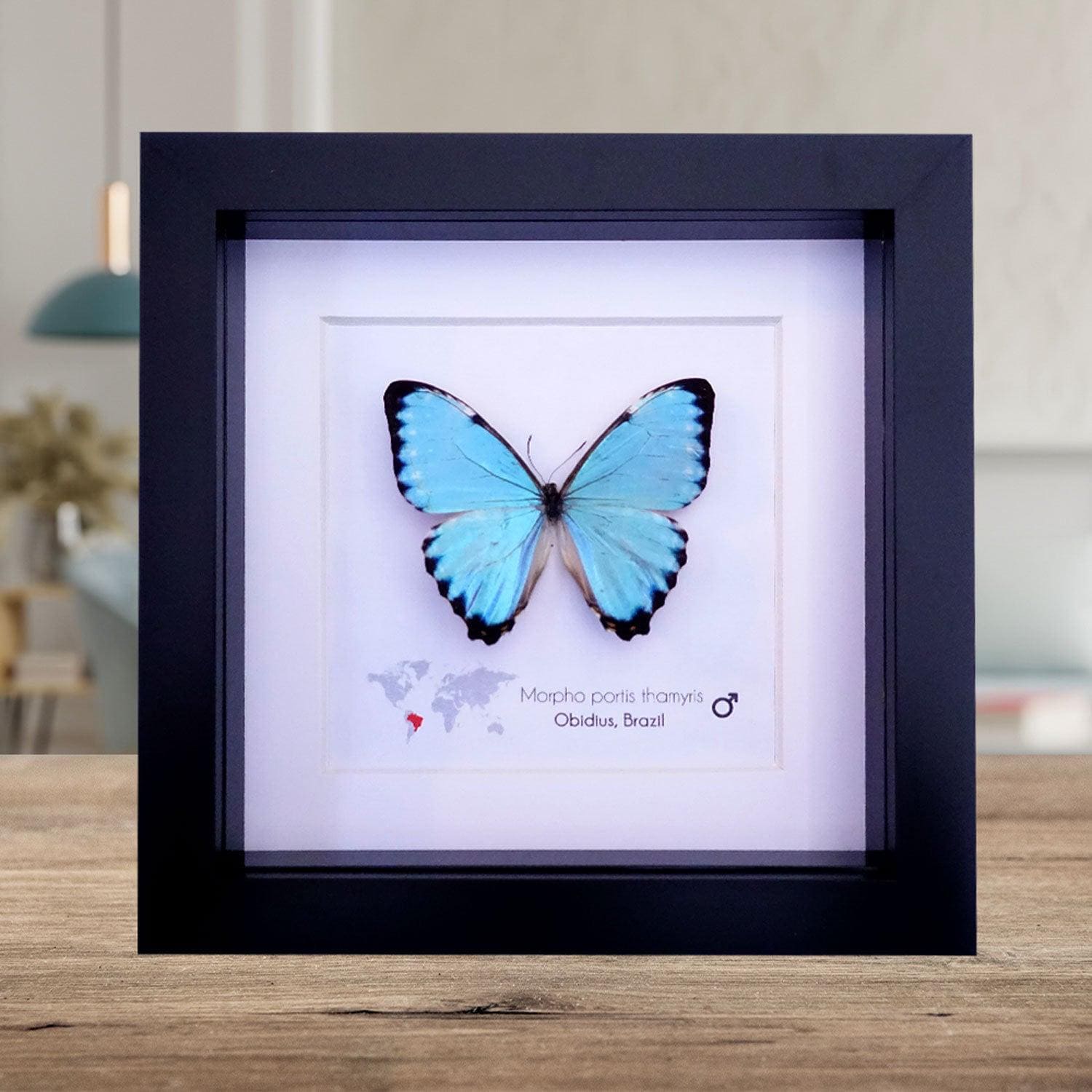 Framed Opalescent Blue Morpho Butterfly, Taxidermy Entomology Gift
