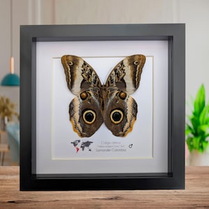 フクロウチョウ　額入り オオフクロウチョウ - Caligo brasiliensis - Etsy 日本