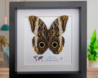 フクロウチョウ　額入り 珍しいフクロウ蝶の額入り剥製 - Caligo martia - Etsy 日本