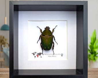 Rare Deep Purple Scarab Beetle Framed Taxidermy - Mecynorrhina