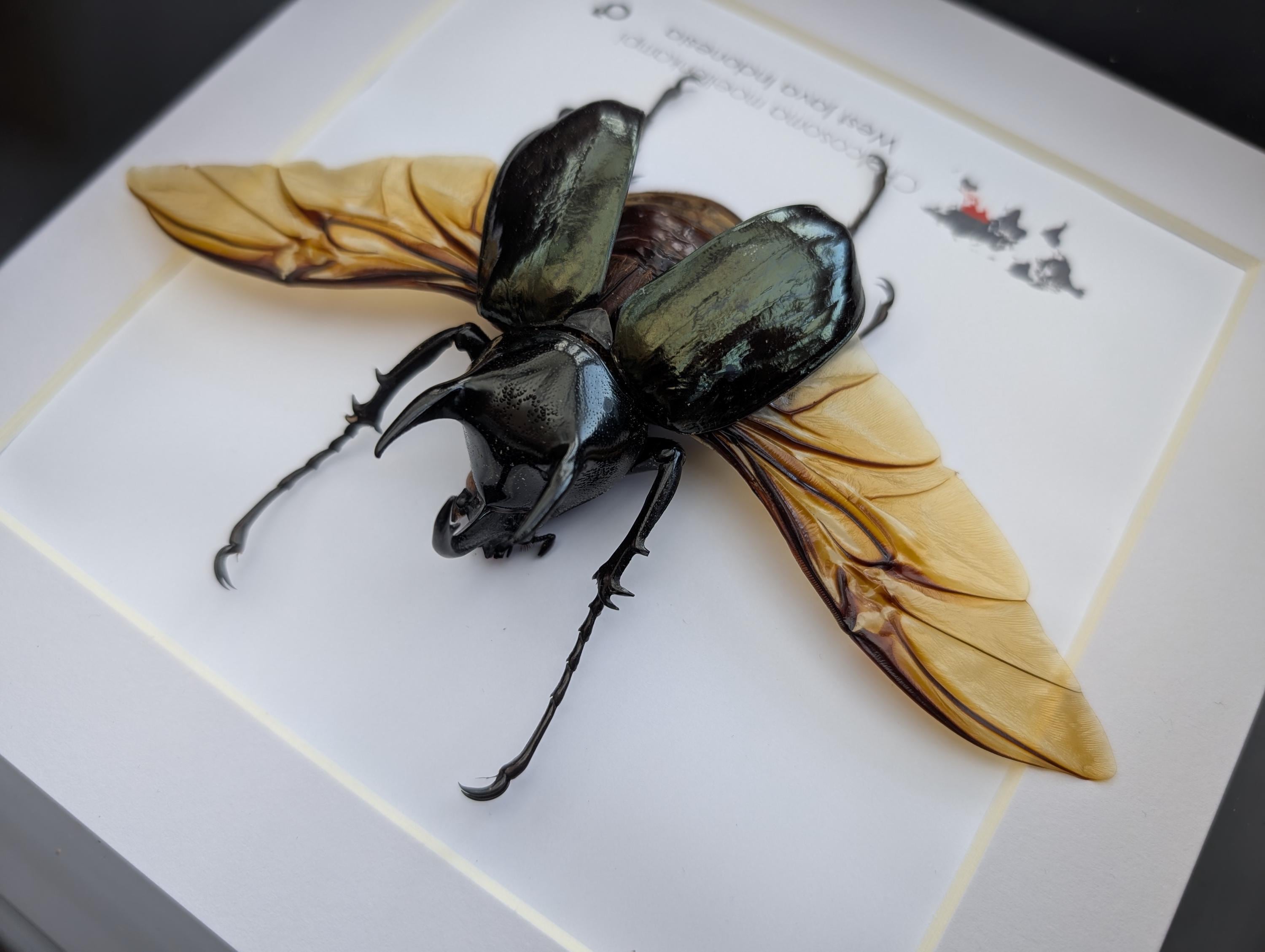 Framed Moellenkampi Beetle, Large Rhinoceros Beetle Taxidermy, 8