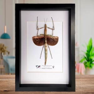 Op de afbeelding: Een ingelijst insectenexemplaar, waarschijnlijk een wandelende tak, gepresenteerd in een zwart frame. Het insect heeft een lang, slank lichaam met uitgestrekte vleugels en poten. De vleugels zijn een mix van bruin en beige. Het frame bevat tekst die de soort en herkomst van het insect identificeert.