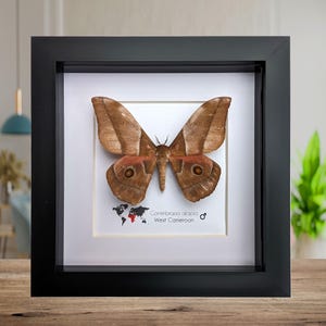 Framed emperor moth: gonimbrasia alopia, ethically sourced entomology wall art