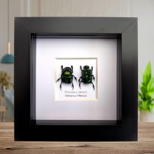 標本 Dungbeetles pair Dung Beetle Specimens - Etsy