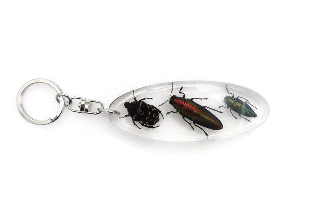 Real Bugs Resin Keychain, Taxidermy Beetle Keyring - Etsy