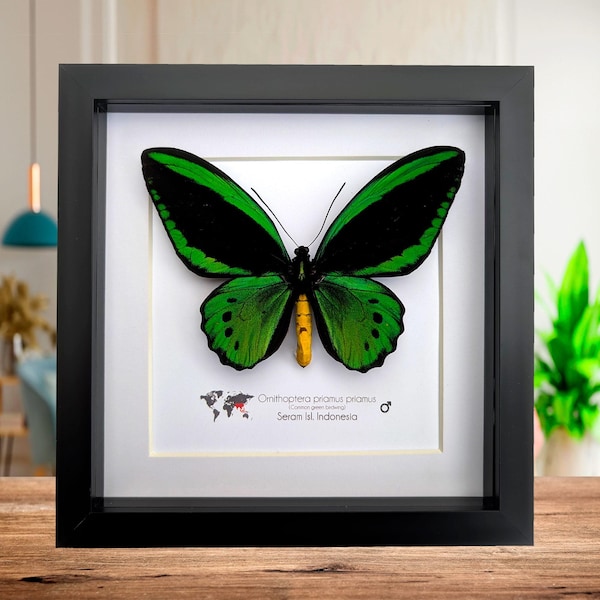 Green birdwing taxidermy butterfly, black frame (8x8)
