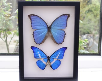 Combo Morpho, Morpho Didius, the giant blue Morpho, Morpho rhetenor helena, the Helena morpho, iridescent blue butterfly, frame A4