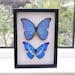 see more listings in the Framed butterflies/moths section
