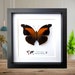 see more listings in the Framed butterflies/moths section