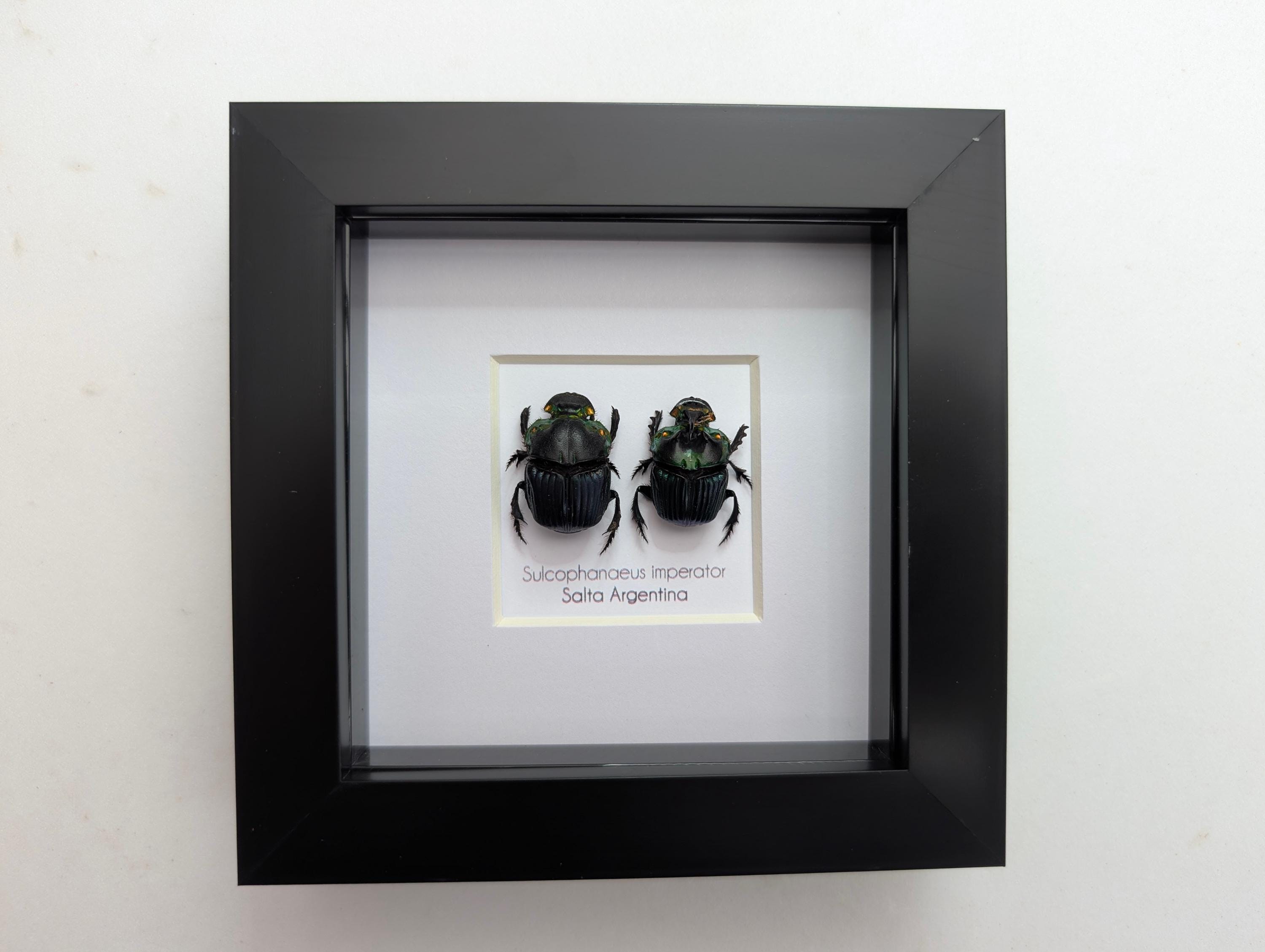 標本 Dungbeetles pair Dung Bull-headed pair Dungbeetles 標本 Beetle iNaturalist
