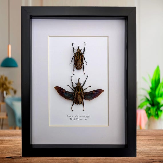 DeliciousTaylormade BeeAroundLil’BEEtle Mecynorrhina torquata immaculicollis – James' Beetle Farm