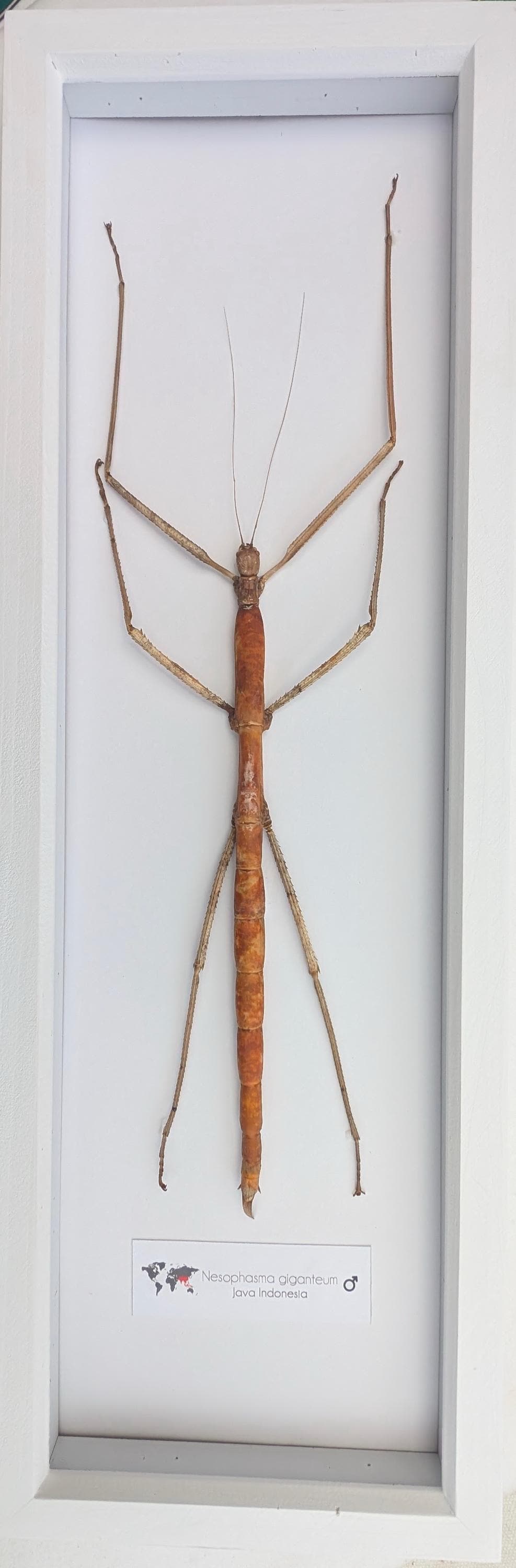 剥製　マレーオオナナフシ　標本　昆虫 剥製 マレーオオナナフシ 標本 昆虫 - メルカリ