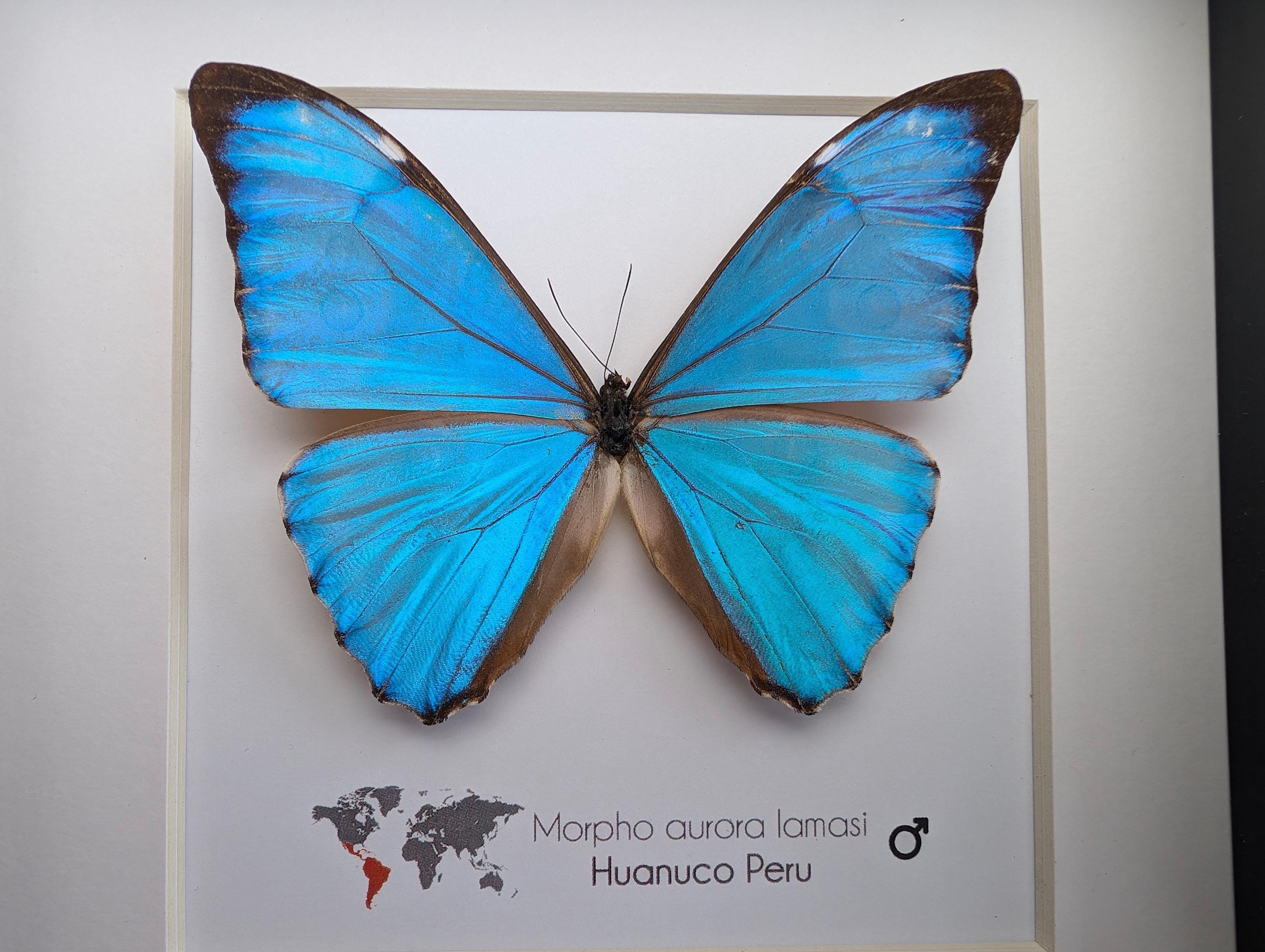 Framed Aurora Morpho Butterfly, Peru, 6