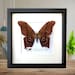 see more listings in the Framed bugs section