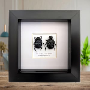 Dung Beetle Specimens - Etsy