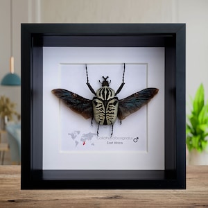 Peut inclure: Un spécimen d'insecte encadré d'un coléoptère Goliathus albosignatus avec des marques noires et blanches et des ailes irisées. Le cadre comprend une carte de l'Afrique avec un point rouge indiquant l'origine du coléoptère en Afrique de l'Est. Le texte "Goliathus albosignatus" et "Afrique de l'Est" est imprimé sous la carte.