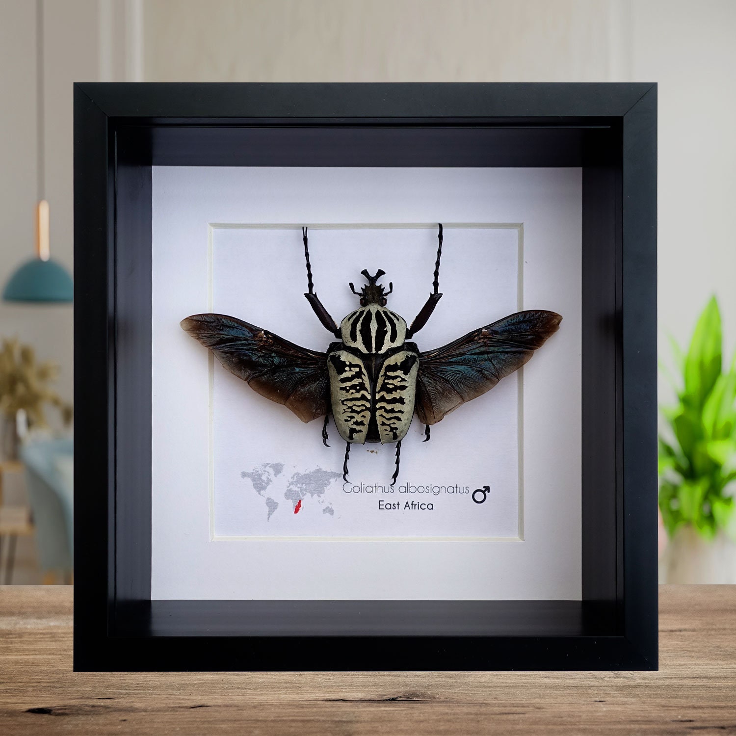 Goliathus Albosignatus, Goliath Flower Beetle, Beetle