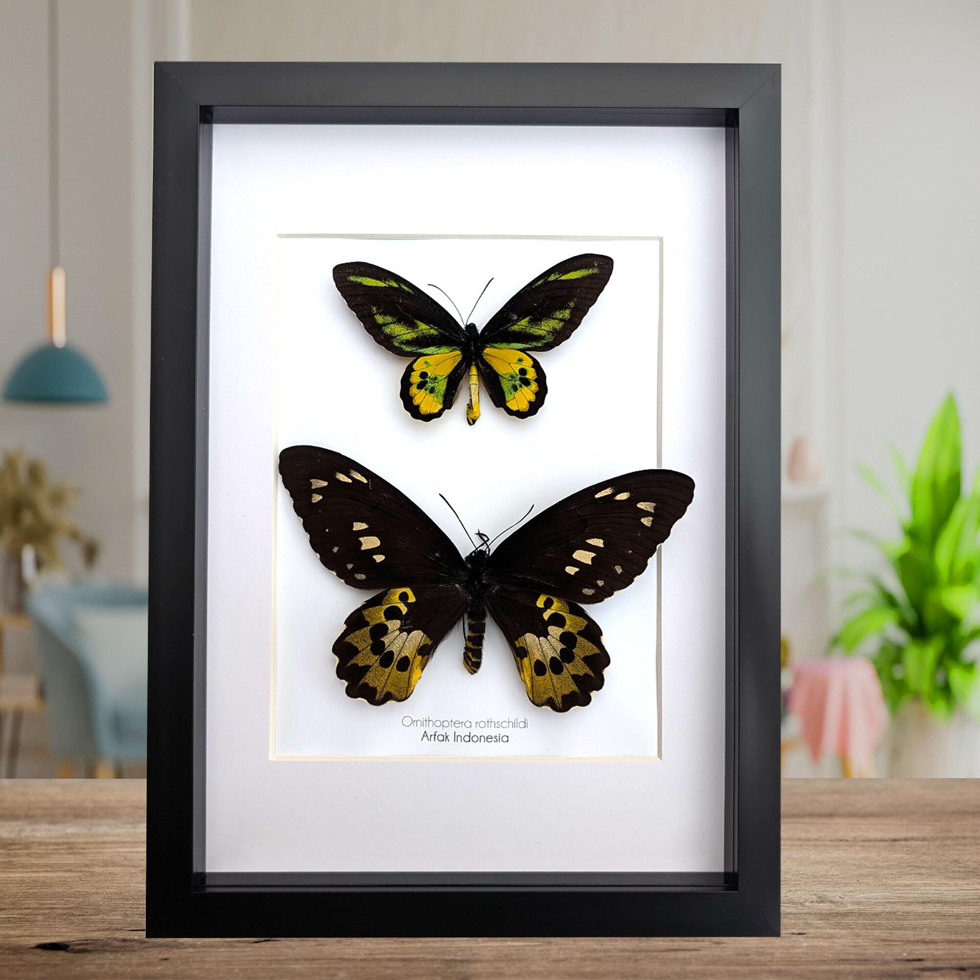 標本 Arfak Ornithoptera rothschildi pair il_fullxfull.7408141598_rd2q.jpg