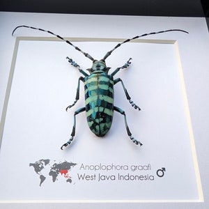 May include: A framed Anoplophora graafi beetle, a type of longhorn beetle, with a blue and white striped body. The beetle is mounted on a white background with a world map and the text "Anoplophora graafi West Java Indonesia" below it.