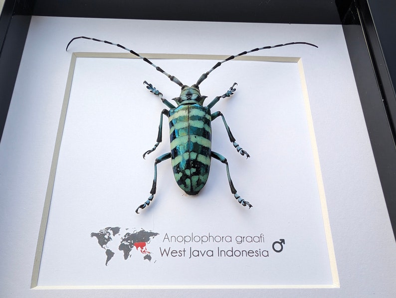 May include: A framed Anoplophora graafi beetle, a type of longhorn beetle, with a blue and white striped body. The beetle is mounted on a white background with a world map and the text "Anoplophora graafi West Java Indonesia" below it.