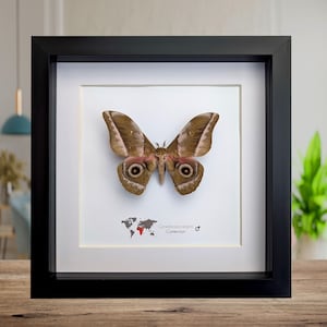 Framed goninbrasia alopia moth, cameroon taxidermy, entomology wall art