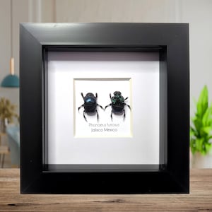 Dung Beetle Specimens - Etsy