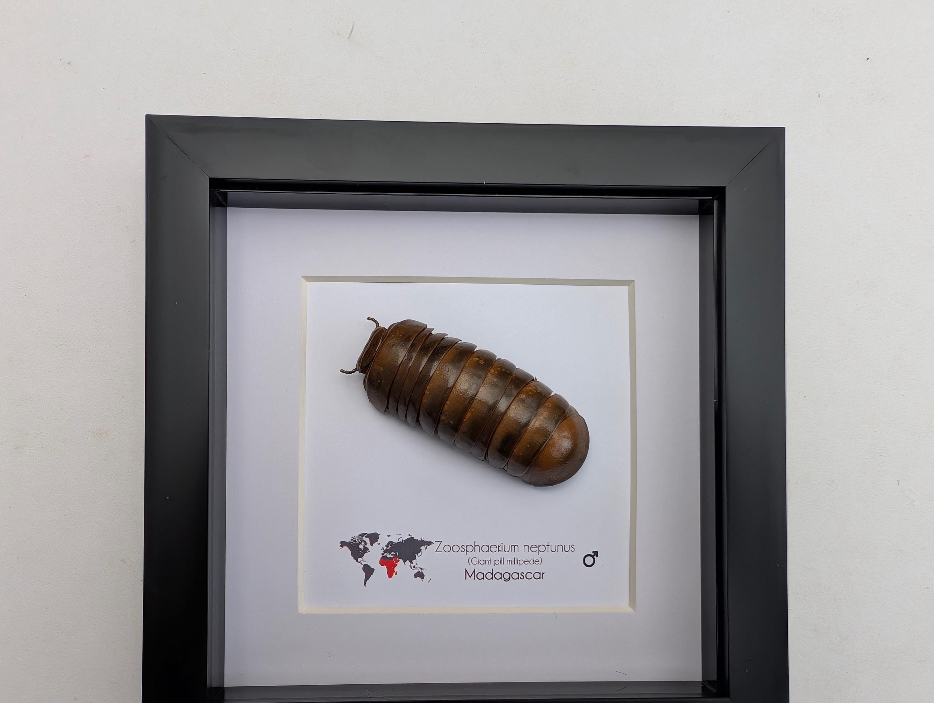 Framed Neptune Giant Pill Millipede - Madagascar Shadow Box (6
