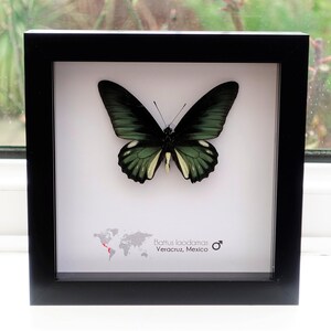 Framed emerald green butterfly: battus laodamas, mexico - 6"x6"