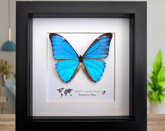 Framed Aurora Morpho Butterfly: Rare Female From Peru (6