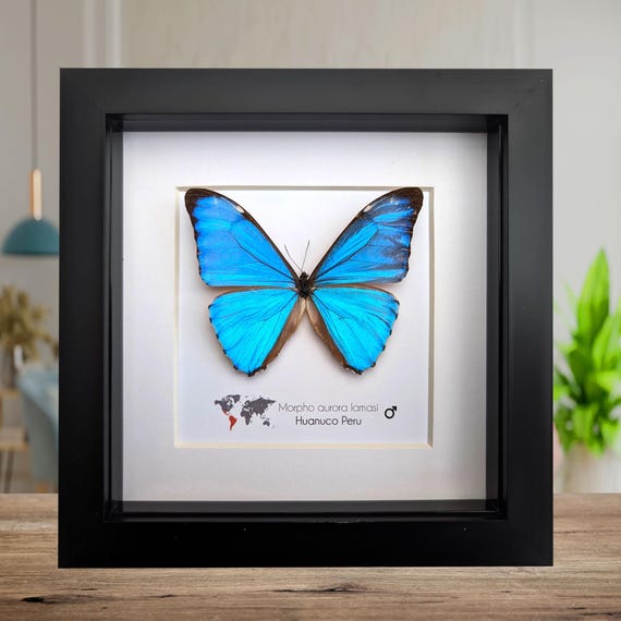 モルフォ蝶額/絵画 額入りオーロラモルフォ蝶、ペルー、6インチシャドーボックス - Etsy 日本