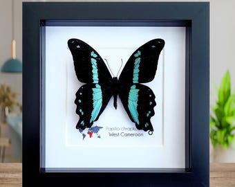 額入りの大きなメスのクジャクアゲハの剥製 - Papilio lorquinianus