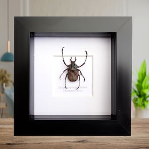 Dicronocephalus adamsi, ciervo volante endémico de China, decoración de pared, regalo de entomología, escarabajo enmarcado, arte natural, marco de muestra seca de 10 x 10 cm