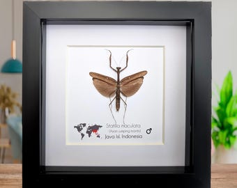 Framed asian long-headed mantis: ethically sourced entomology wall decor