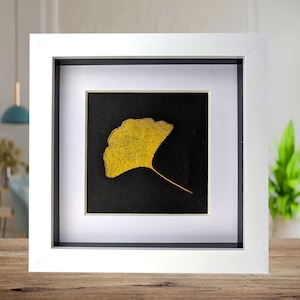Framed pressed yellow ginkgo leaf art: natural botanical decor (6x6)