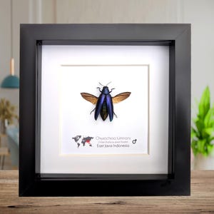 Peut inclure: Un spécimen d'insecte encadré, un coléoptère bijou arc-en-ciel violet, avec des reflets bleus et verts irisés et des ailes brunes. Le cadre noir entoure un passe-partout blanc avec le nom et l'origine de l'insecte, East Java Indonesia.