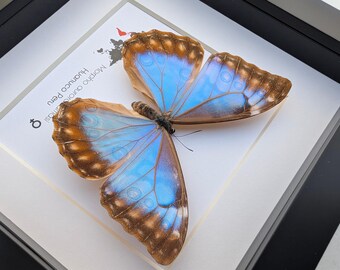 Framed Aurora Morpho Butterfly: Rare Female From Peru (6