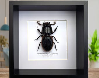 Framed Proculus goryi Beetle, Giant Bess Beetle, Nature Wall Art